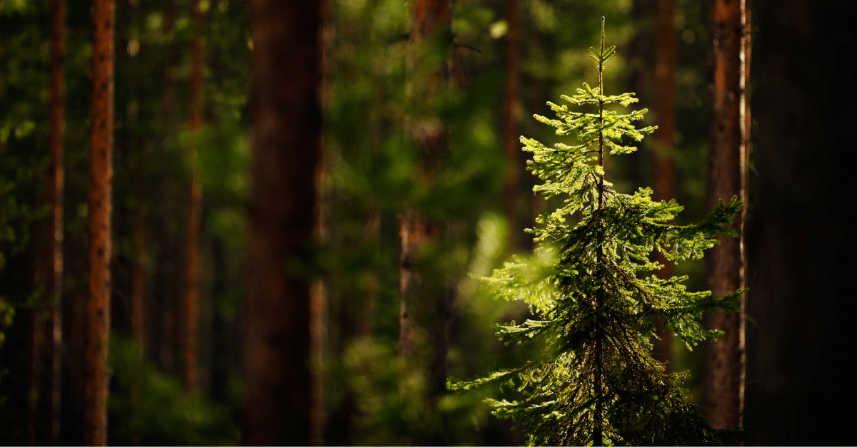 Evergreen forest