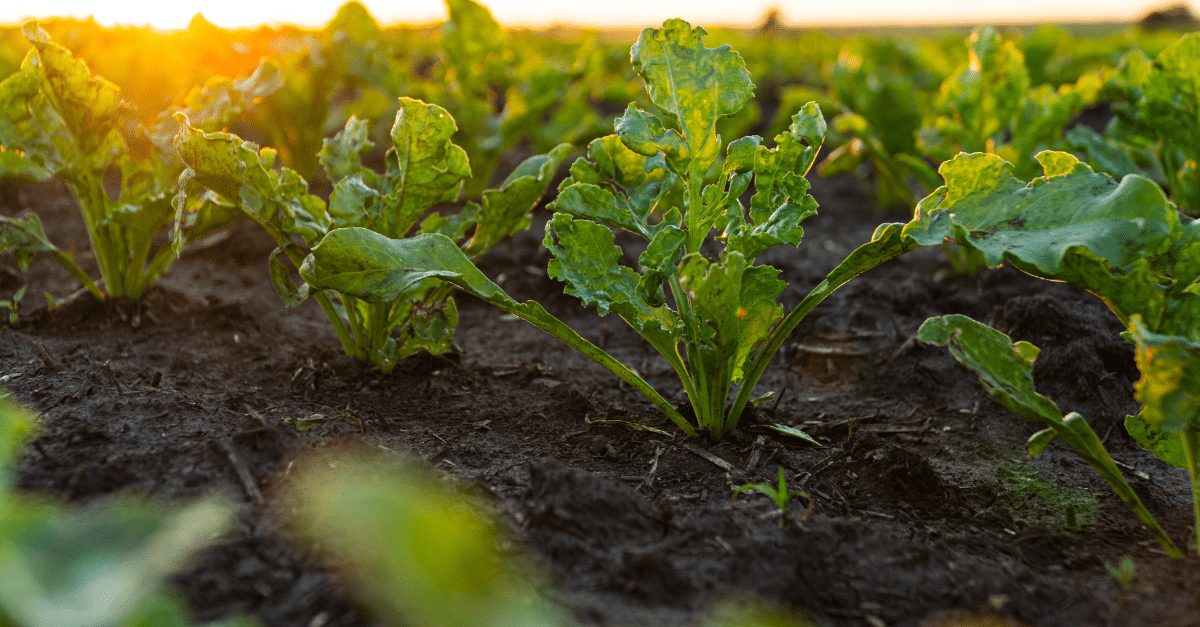 Sugar Beets in Field