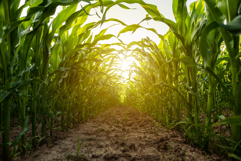 Seed Manufacturing Corn Field